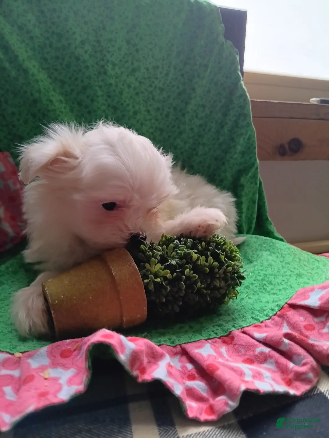 Maltese dogs for sale:  Puppy 3 - Ad 3