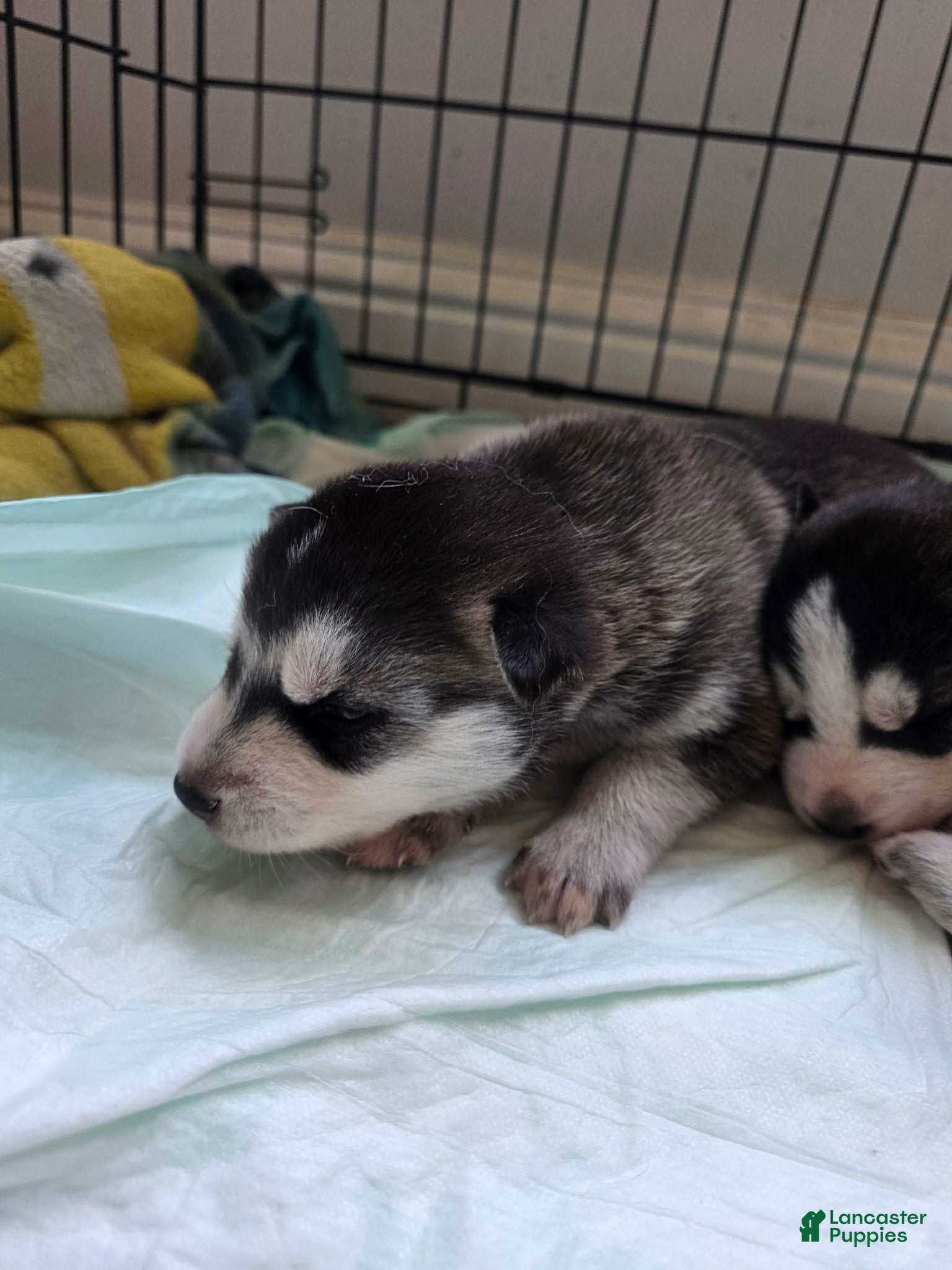 Siberian Husky dogs Siberian Husky Puppy 2 - Ad 19