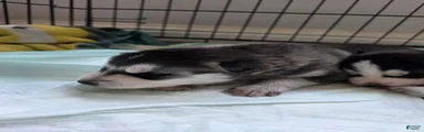 Siberian Husky Puppy 2