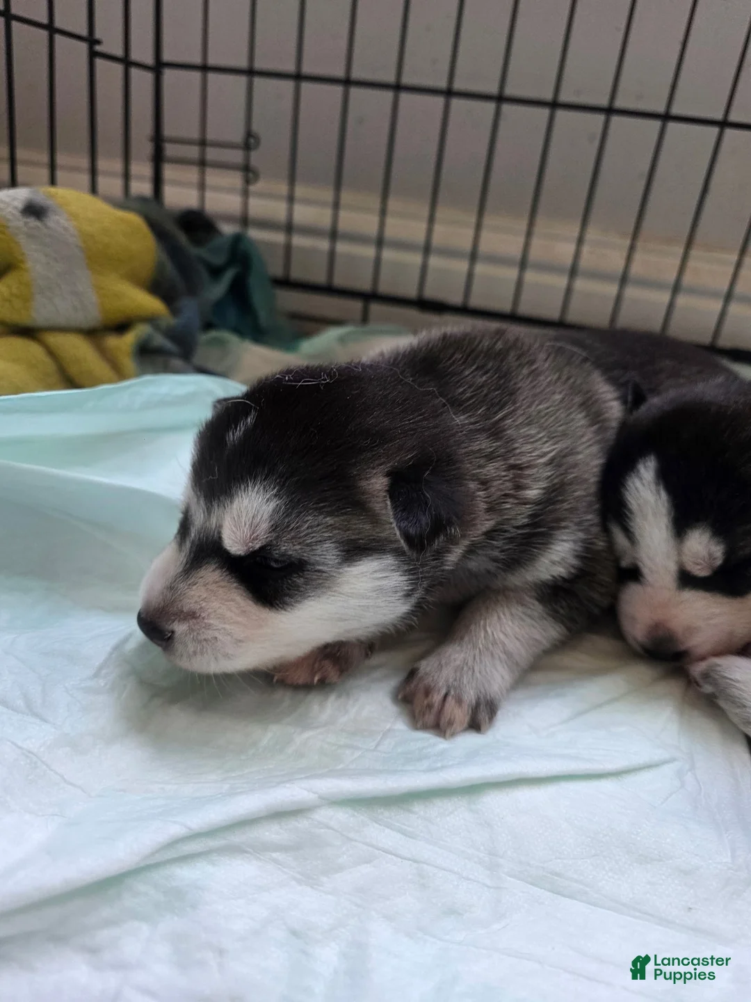 Siberian Husky dogs for sale: Siberian Husky Puppy 2 - Ad 1