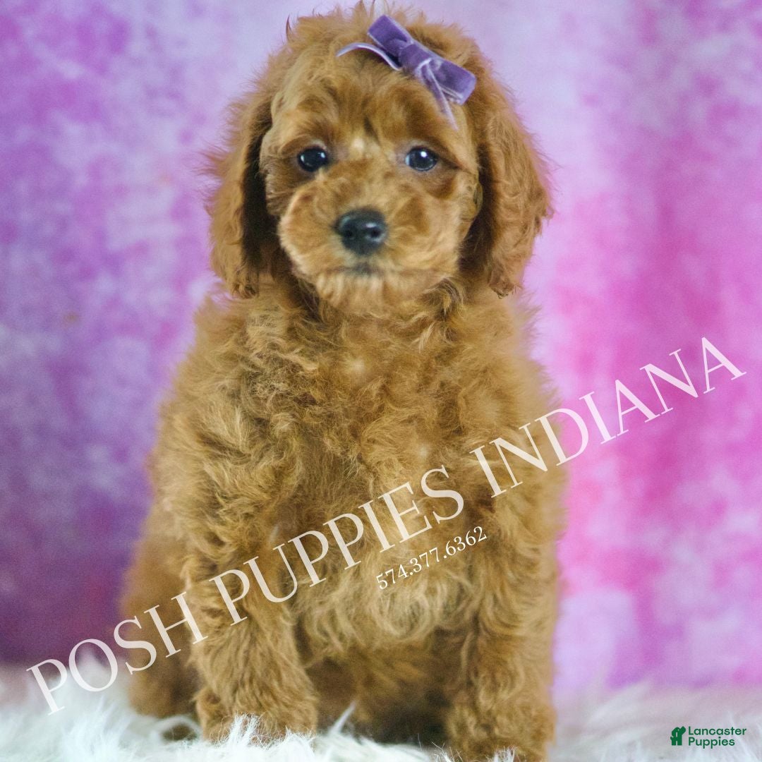 Miniature Poodle dogs Rosie - Ad 28
