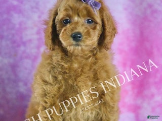 Miniature Poodle dogs for sale: Rosie - Ad 2