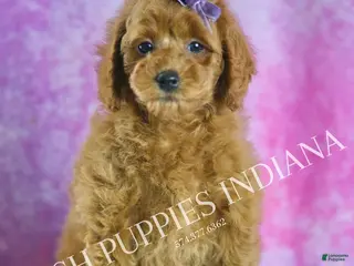 Miniature Poodle dogs Rosie - Ad 28