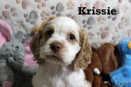 Cocker Spaniel dogs for sale: Krissie - Ad 1