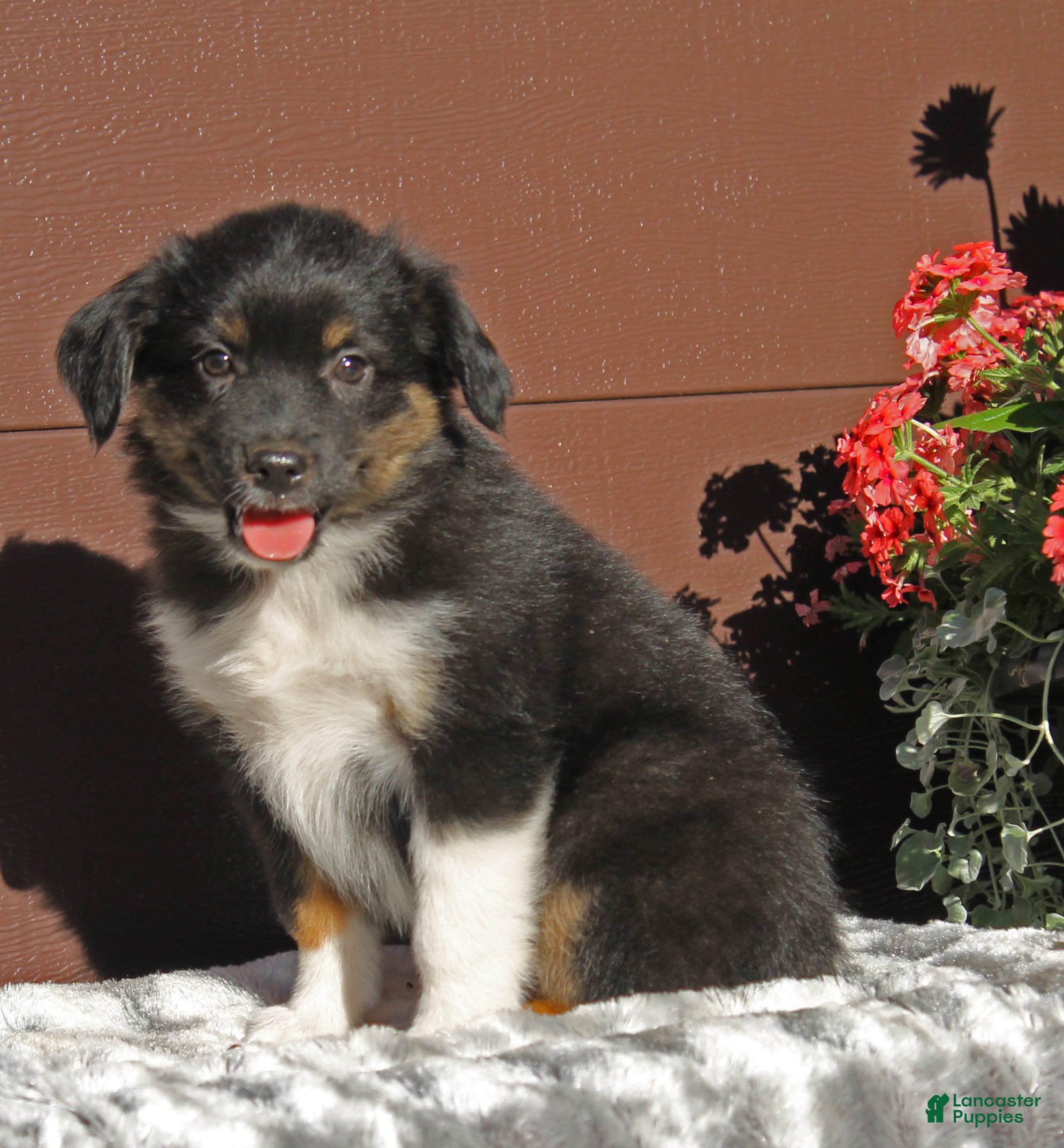 Miniature Australian Shepherd dogs Alex - Ad 1
