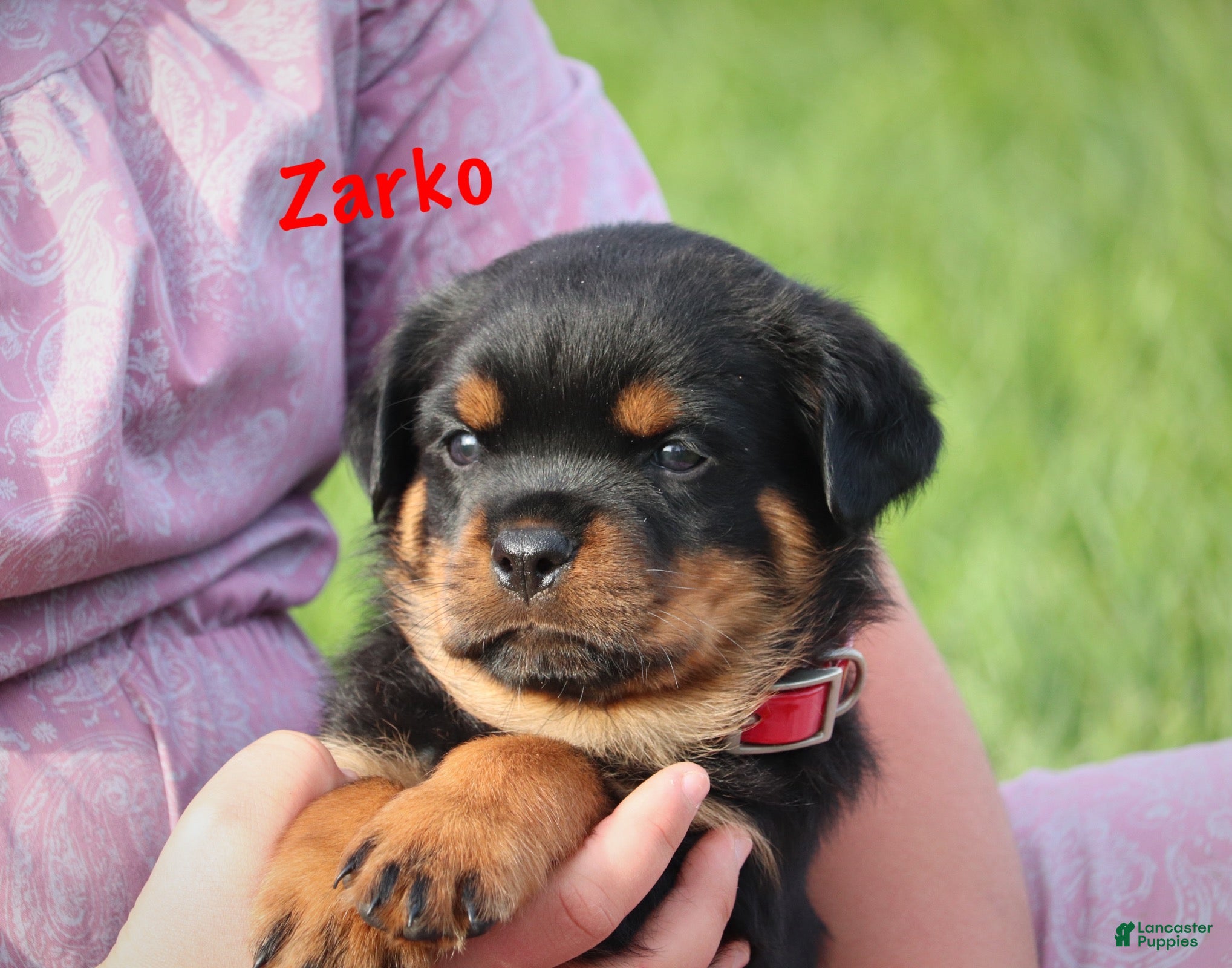 Rottweiler dogs Zarko w LONG TAIL  - Ad 2