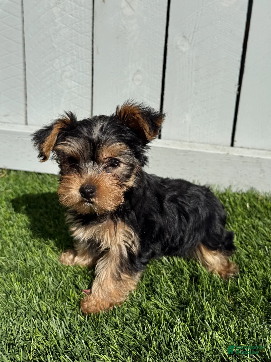 Gallery Image {{count}}