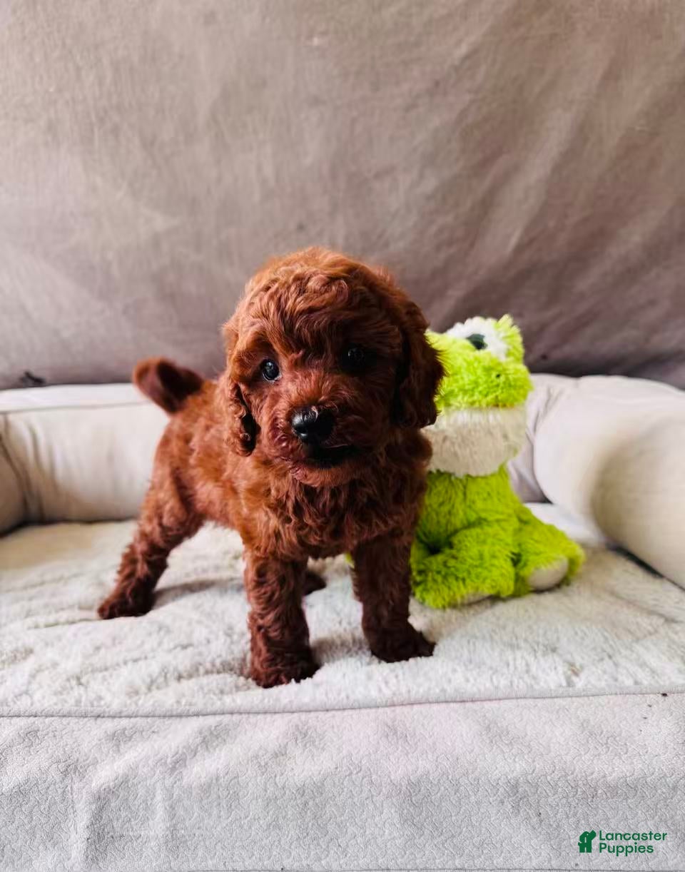 Mini Goldendoodle dogs Choco - Ad 2
