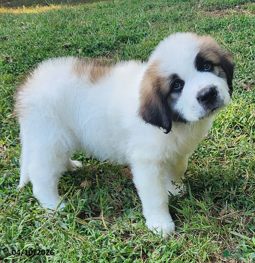 Mixed Breed dogs for sale: Teddy - Ad 1