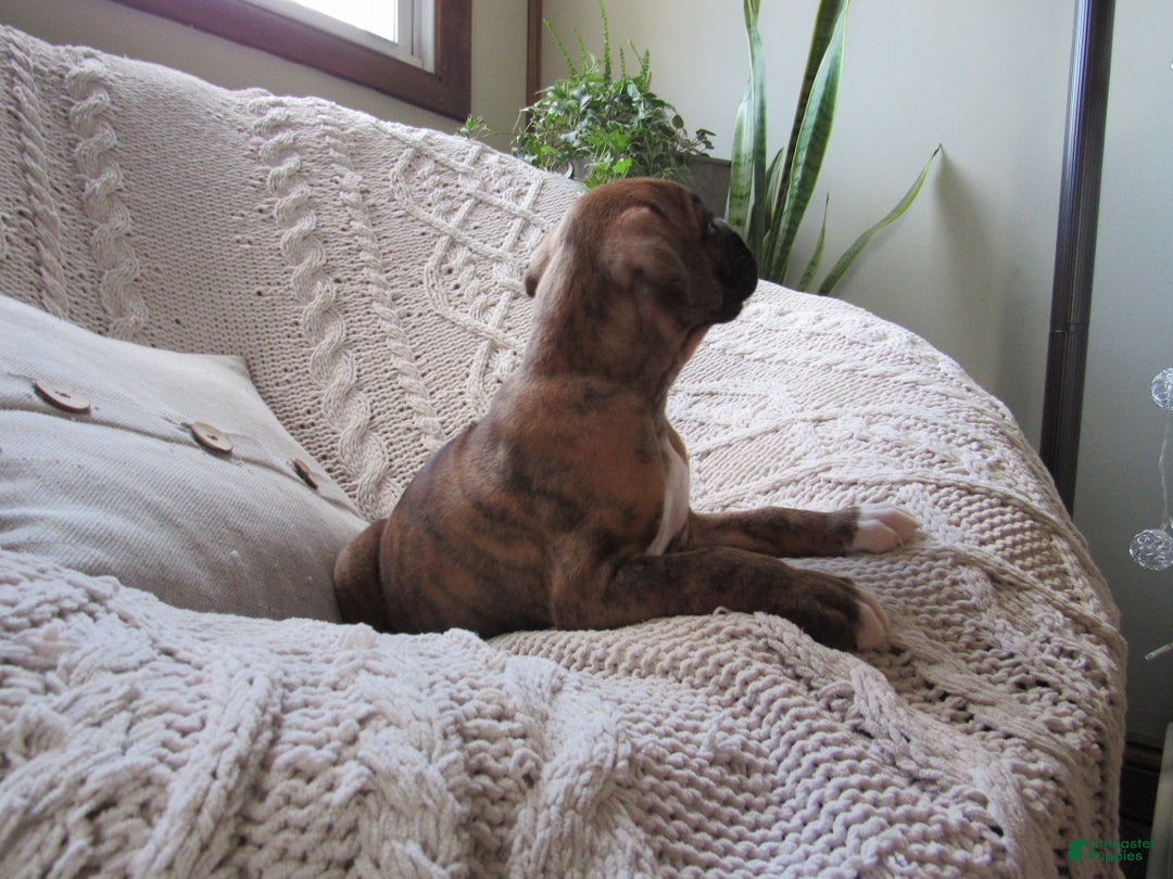 Boxer dogs for sale: Paddy - Ad 2