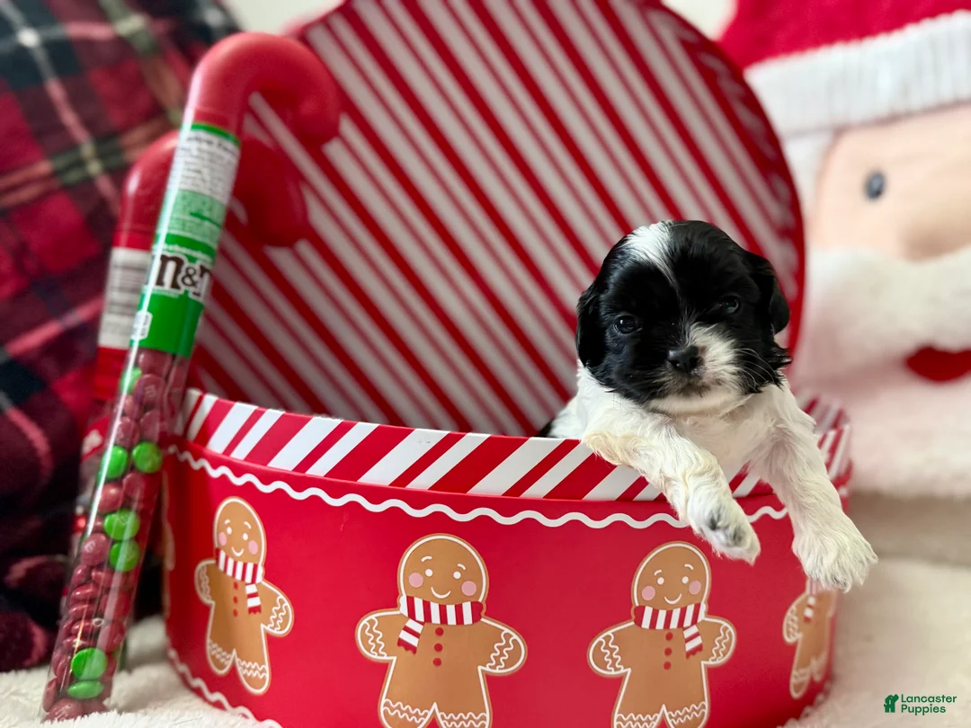 Shihpoo dogs for sale: Boq  - Ad 12