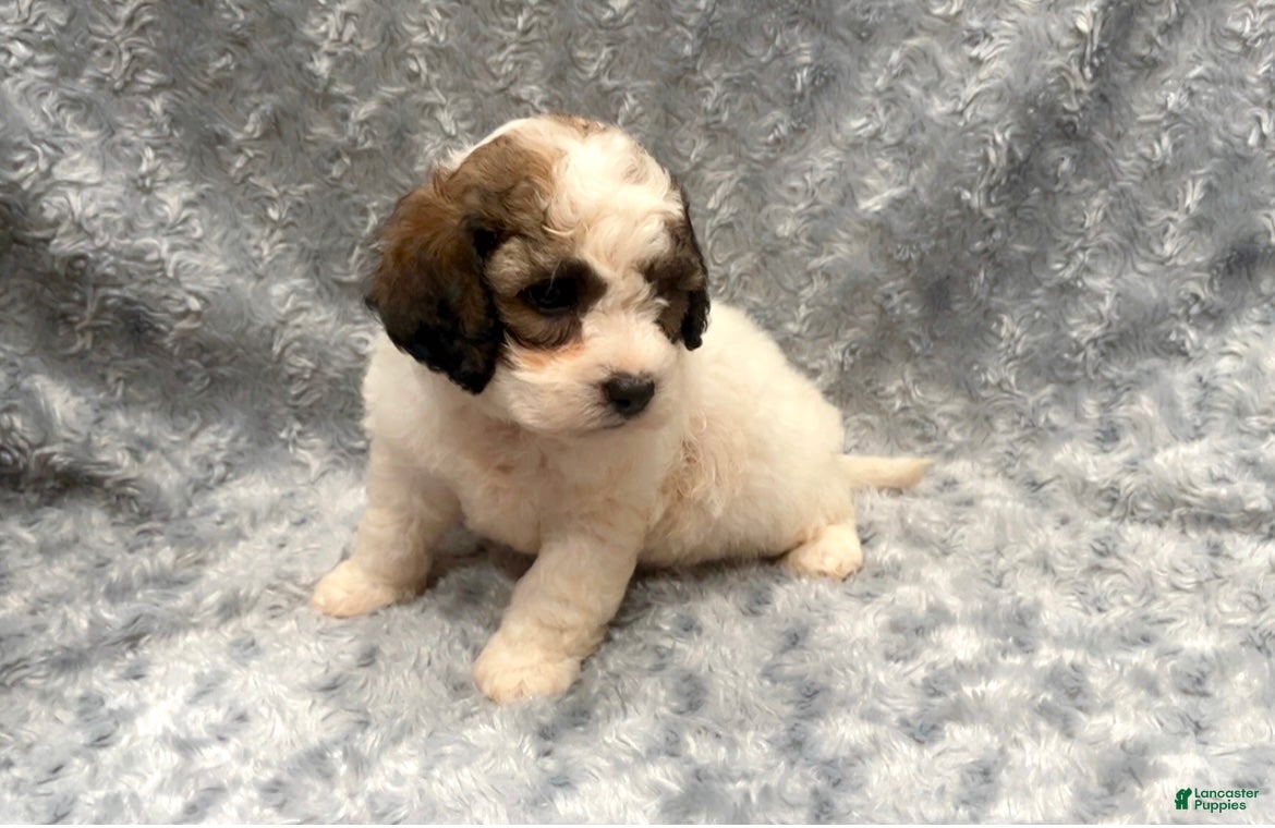 Shihpoo dogs Shihpoo 1 - Ad 22
