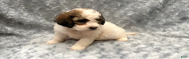 Shihpoo 1
