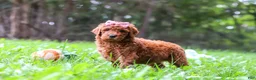 Goldendoodle dogs for sale: Sophie - Ad 5