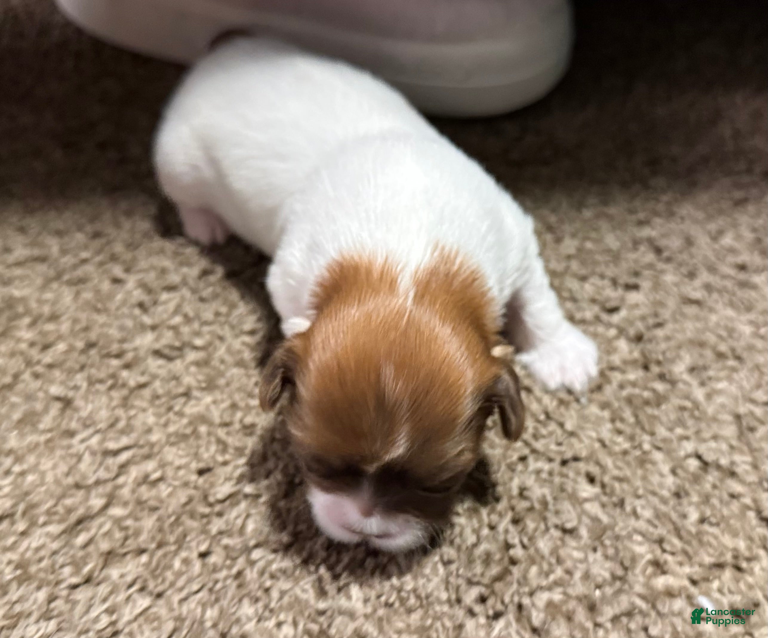 Shih Tzu dogs for sale: Bella - Ad 4