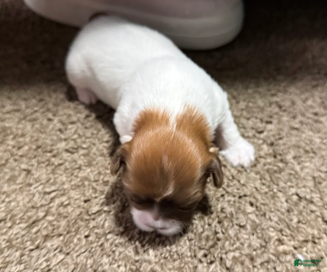 Shih Tzu dogs for sale: Bella - Ad 1