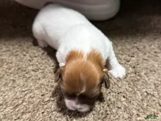 Shih Tzu dogs for sale: Bella - Ad 4