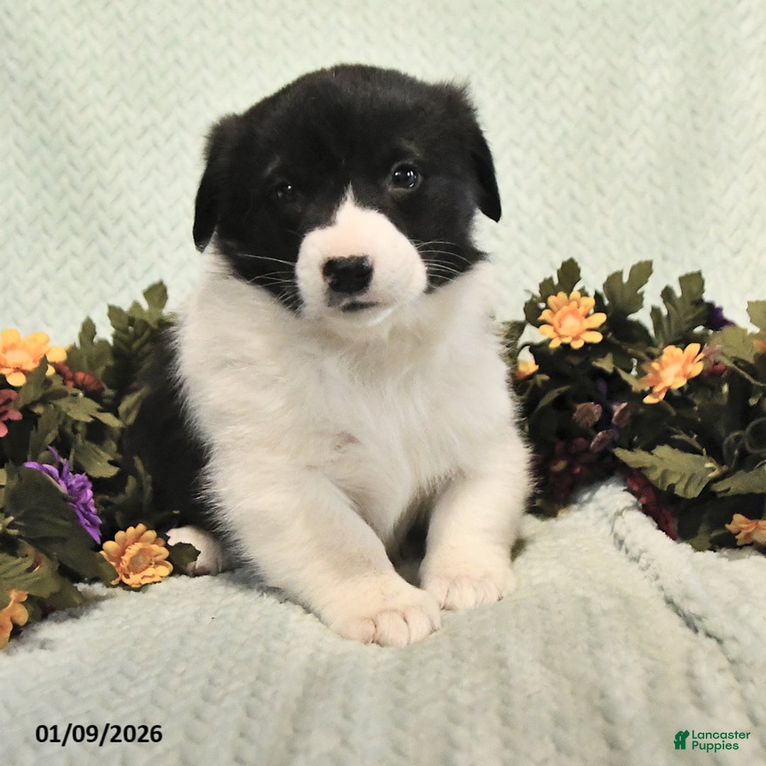 Mixed Breed dogs for sale: Jade - Ad 3