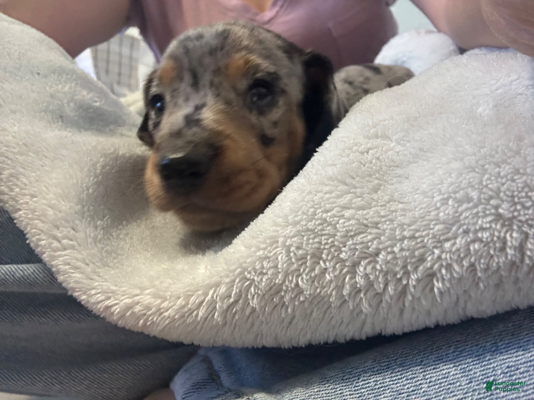 Miniature Dachshund dogs for sale: Maddie - Ad 4