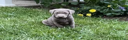 Labrador Retriever dogs for sale: Chloe - Ad 10