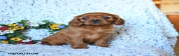 Cavalier King Charles Spaniel dogs for sale: Zara - Ad 3