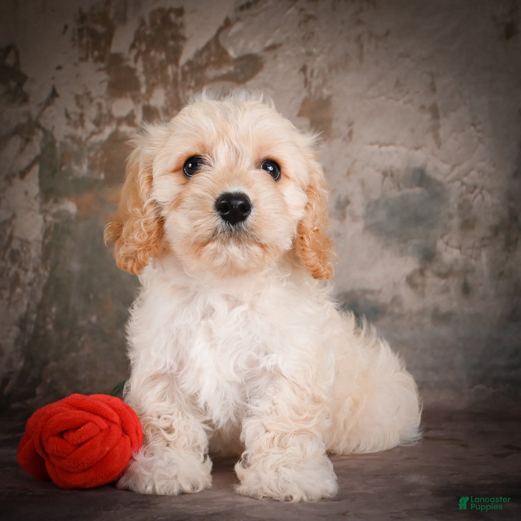 Cavachon dogs for sale: Jerrry - Ad 3