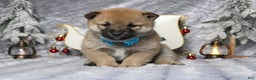 Shiba Inu dogs for sale: Whiskey - Ad 4