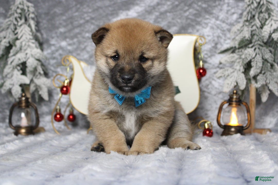 Shiba Inu dogs for sale: Whiskey - Ad 4
