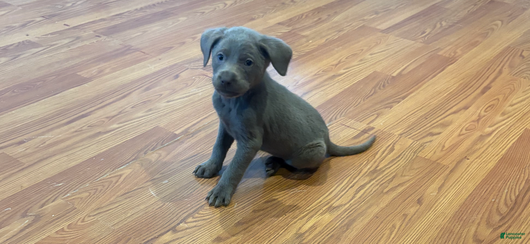 Labrador Retriever dogs for sale: Bella - Ad 1