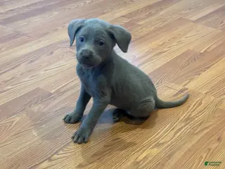 Labrador Retriever dogs Bella - Ad 12