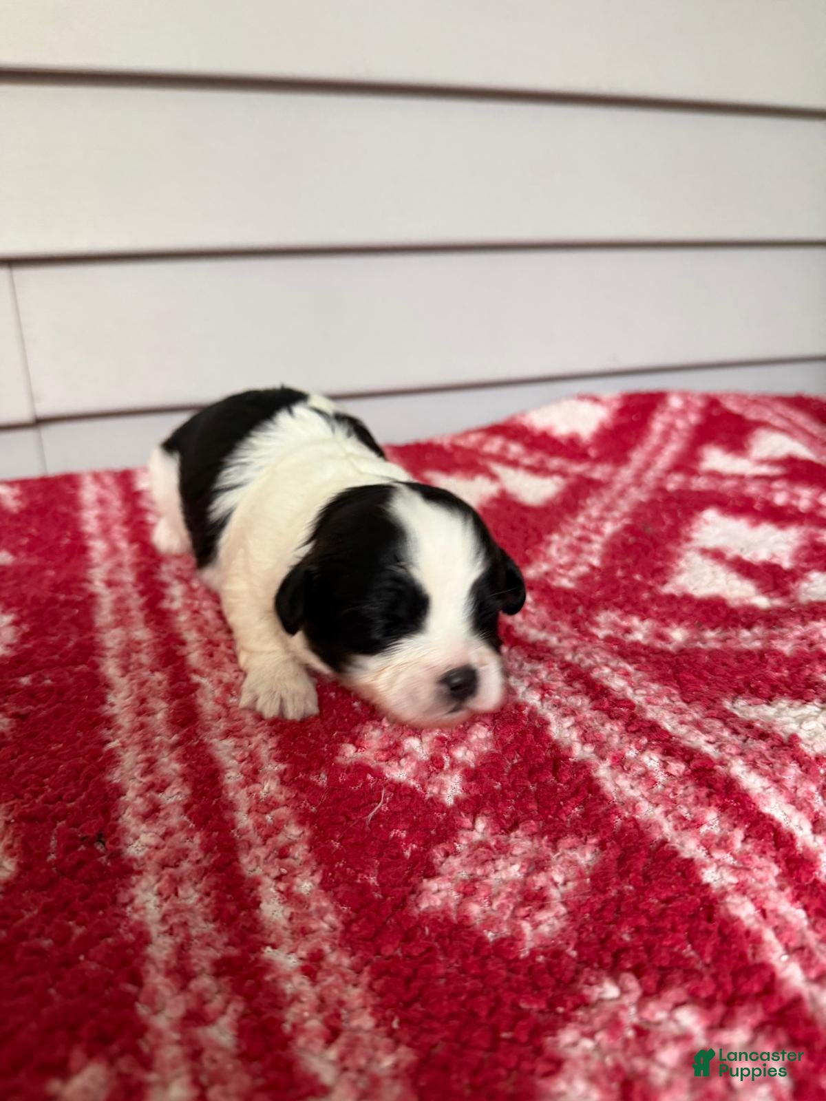 Mixed Breed dogs for sale: Chess - Ad 11