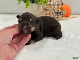 Miniature Schnauzer dogs - Ad 13