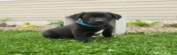 Mixed Breed dogs for sale: Bingo - Ad 2
