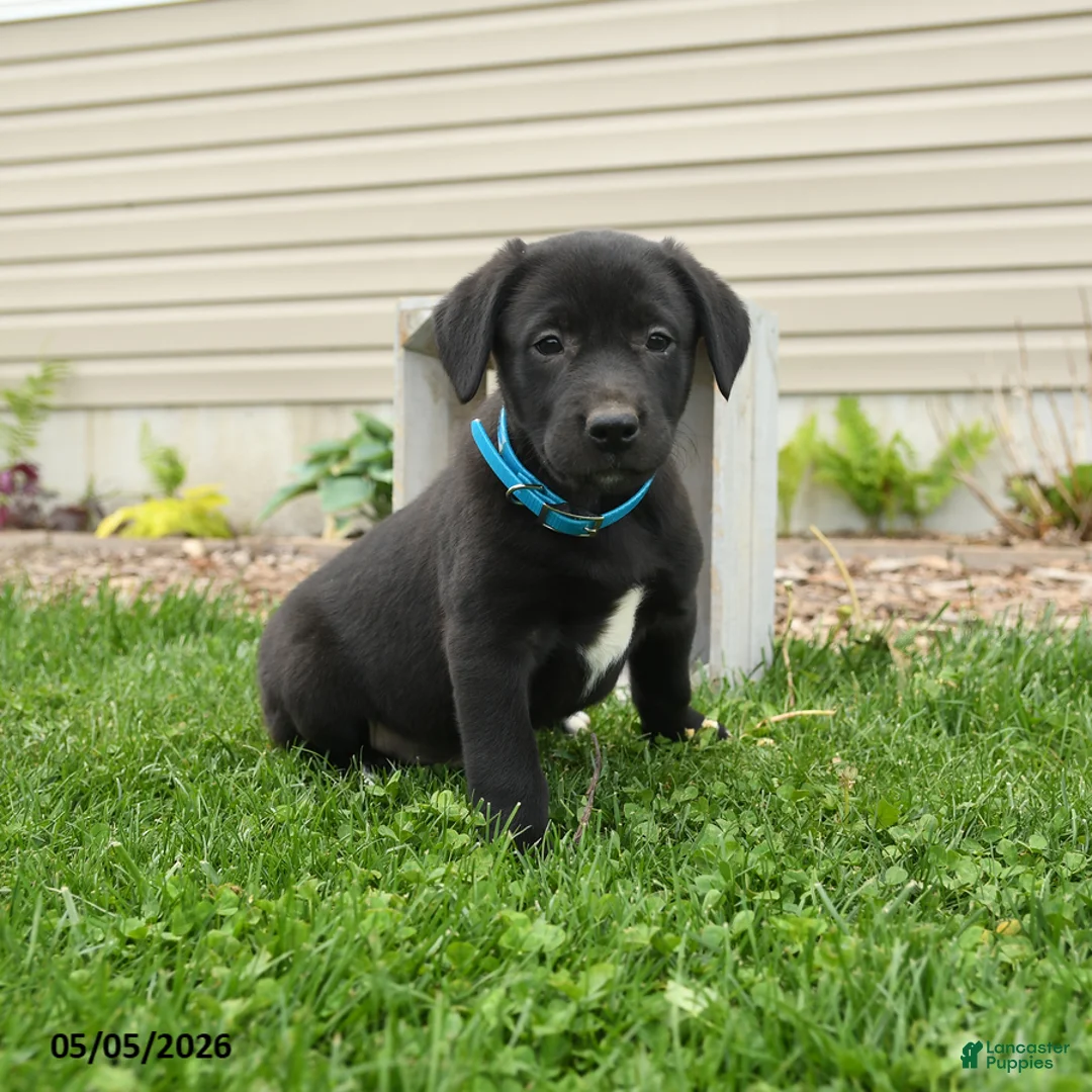 Mixed Breed dogs for sale: Bingo - Ad 2