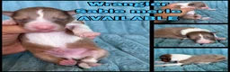 Shetland Sheepdog dogs for sale: Wrangler - Ad 1