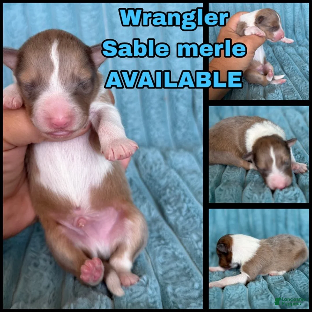 Shetland Sheepdog dogs for sale: Wrangler - Ad 1