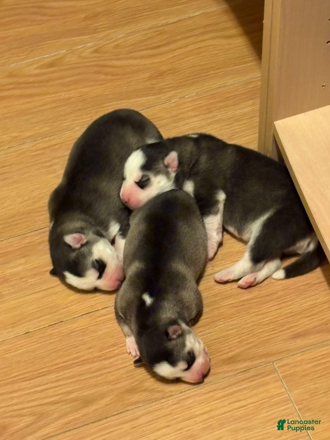 Siberian Husky dogs for sale: Izzy - Ad 3