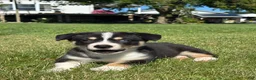 Mixed Breed dogs for sale: Regina - Ad 3
