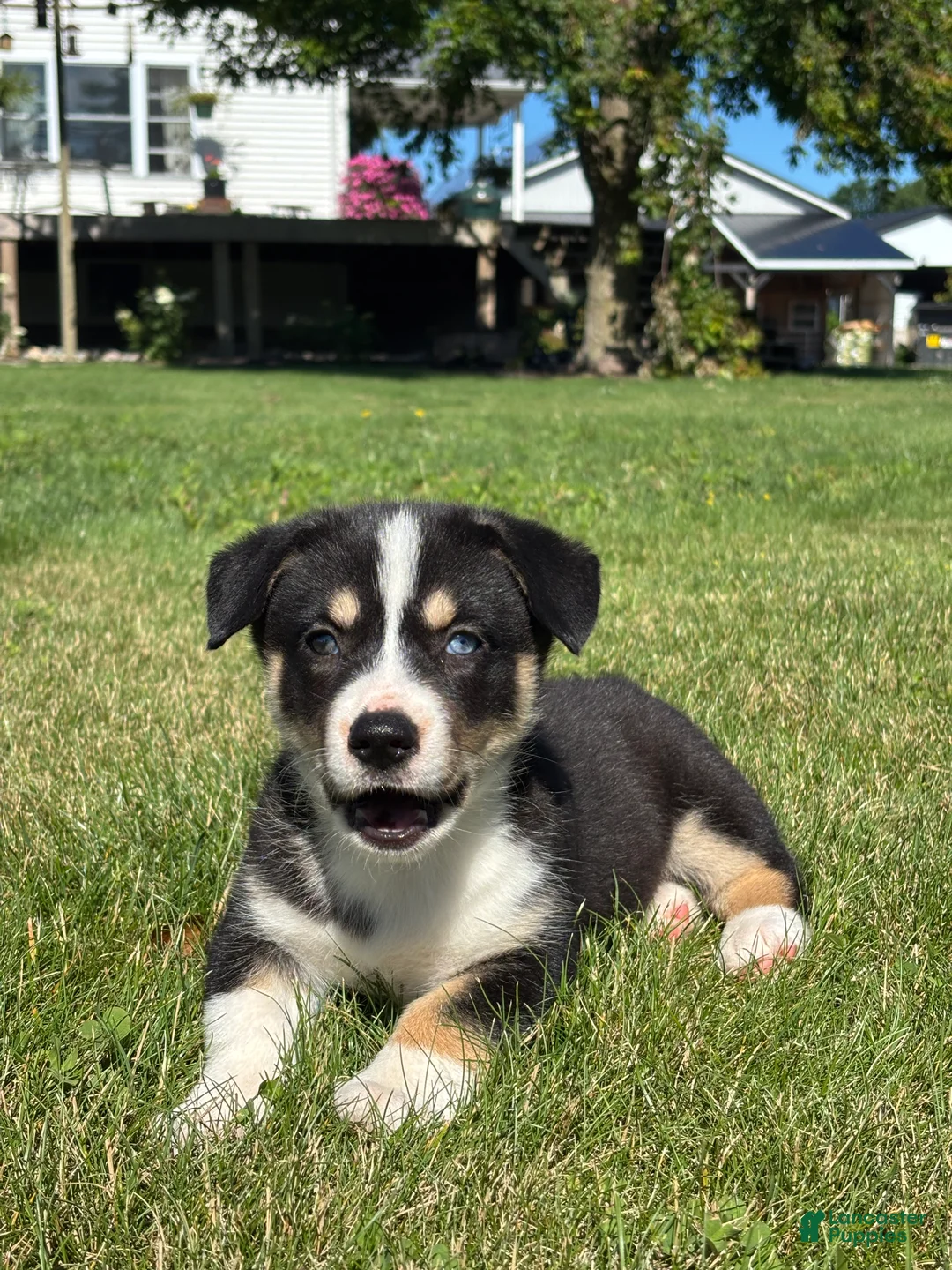 Mixed Breed dogs for sale: Regina - Ad 3
