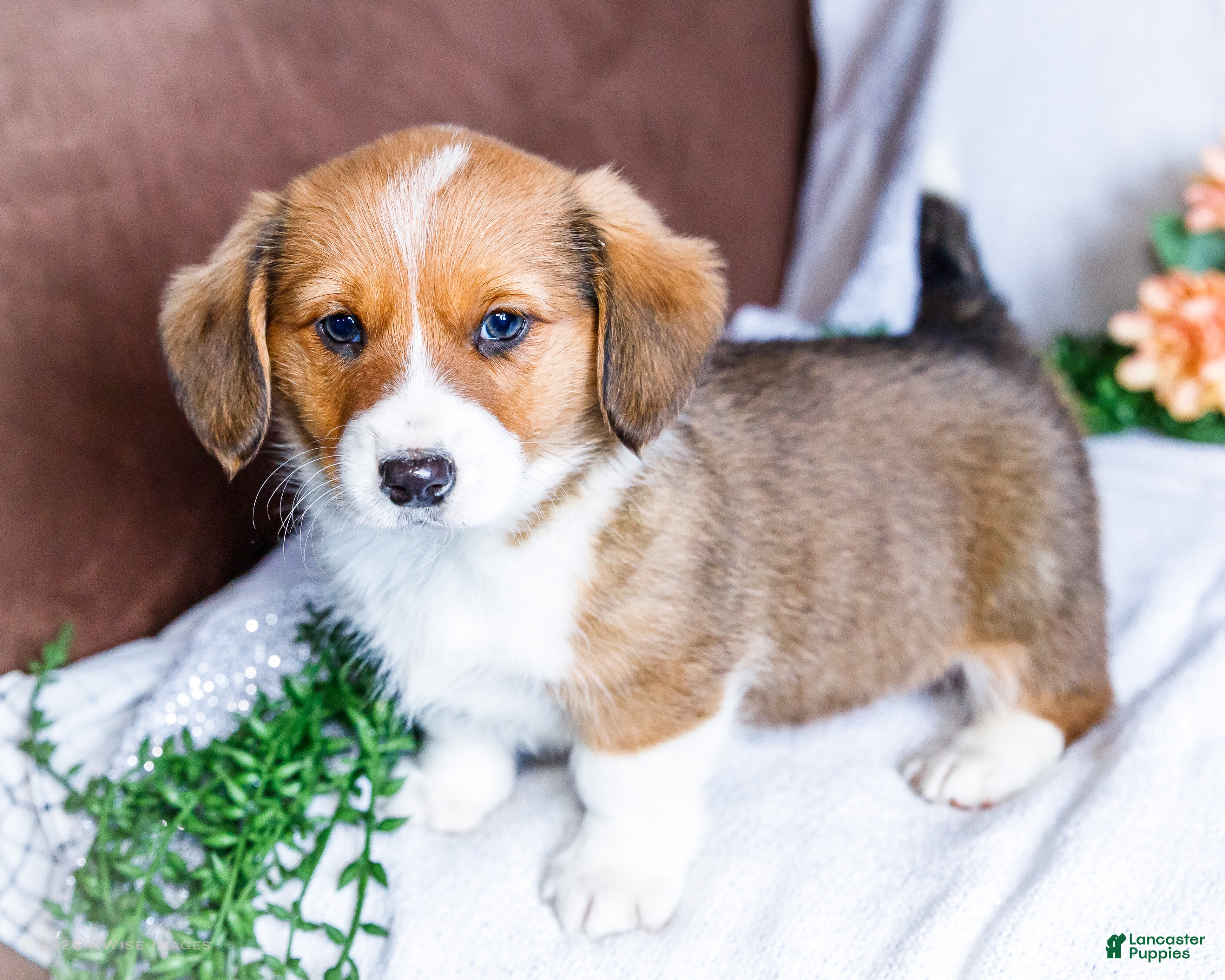 Mixed Breed dogs Ginger - Ad 1