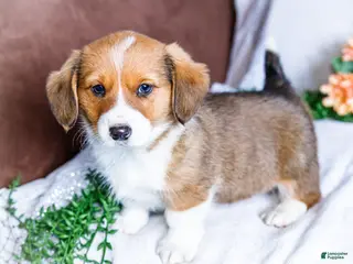 Mixed Breed dogs for sale: Ginger - Ad 1