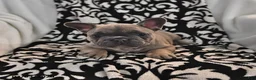 French Bulldog dogs for sale: Frisky - Ad 1