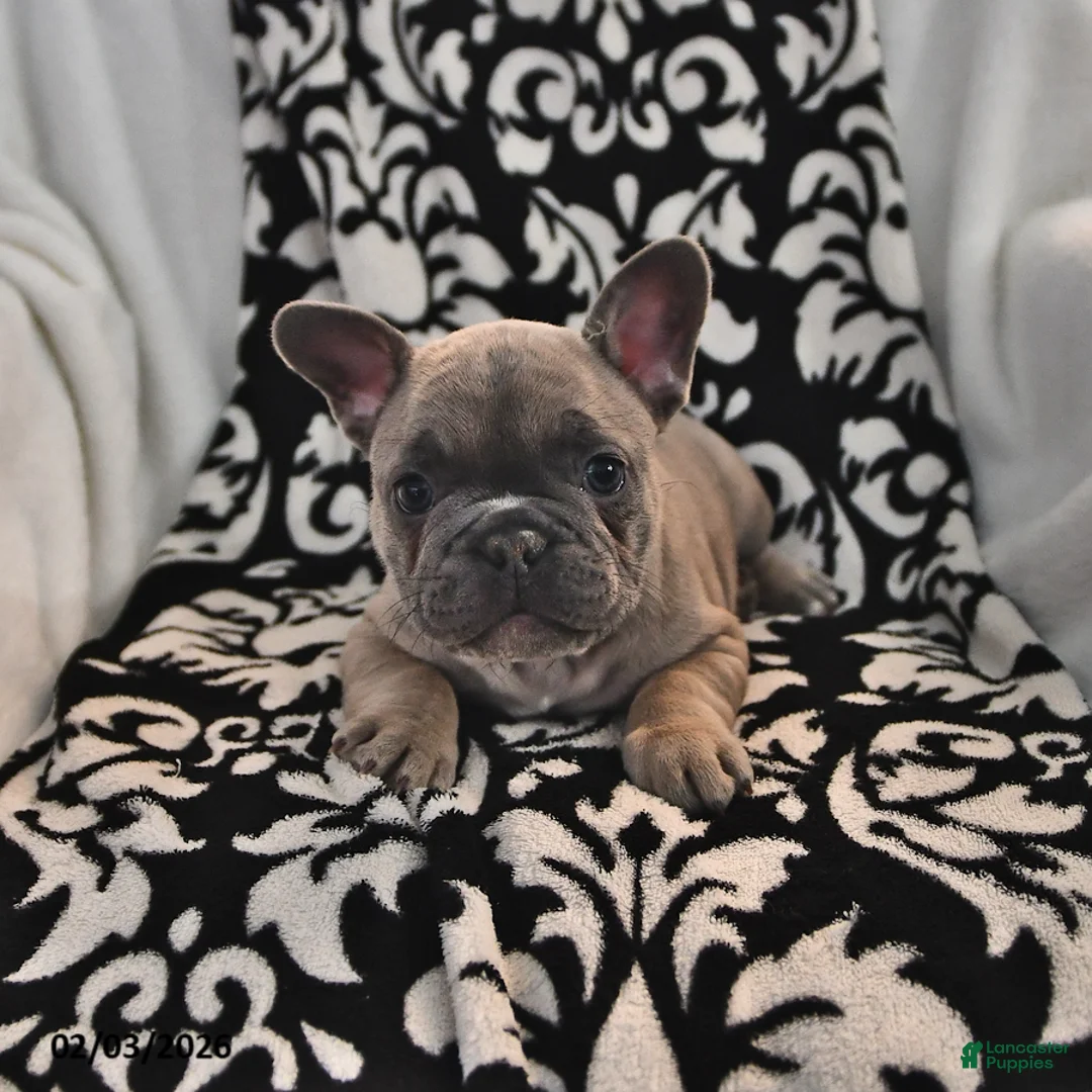 French Bulldog dogs for sale: Frisky - Ad 1