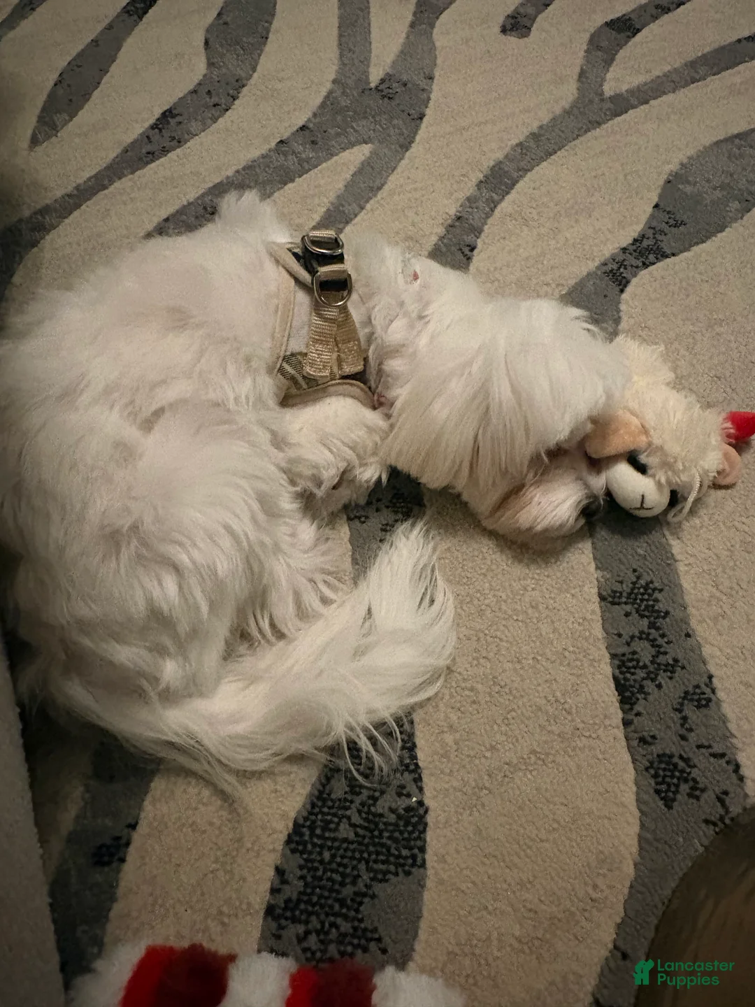 Maltese dogs for sale: Maltese Puppy 1 - Ad 1