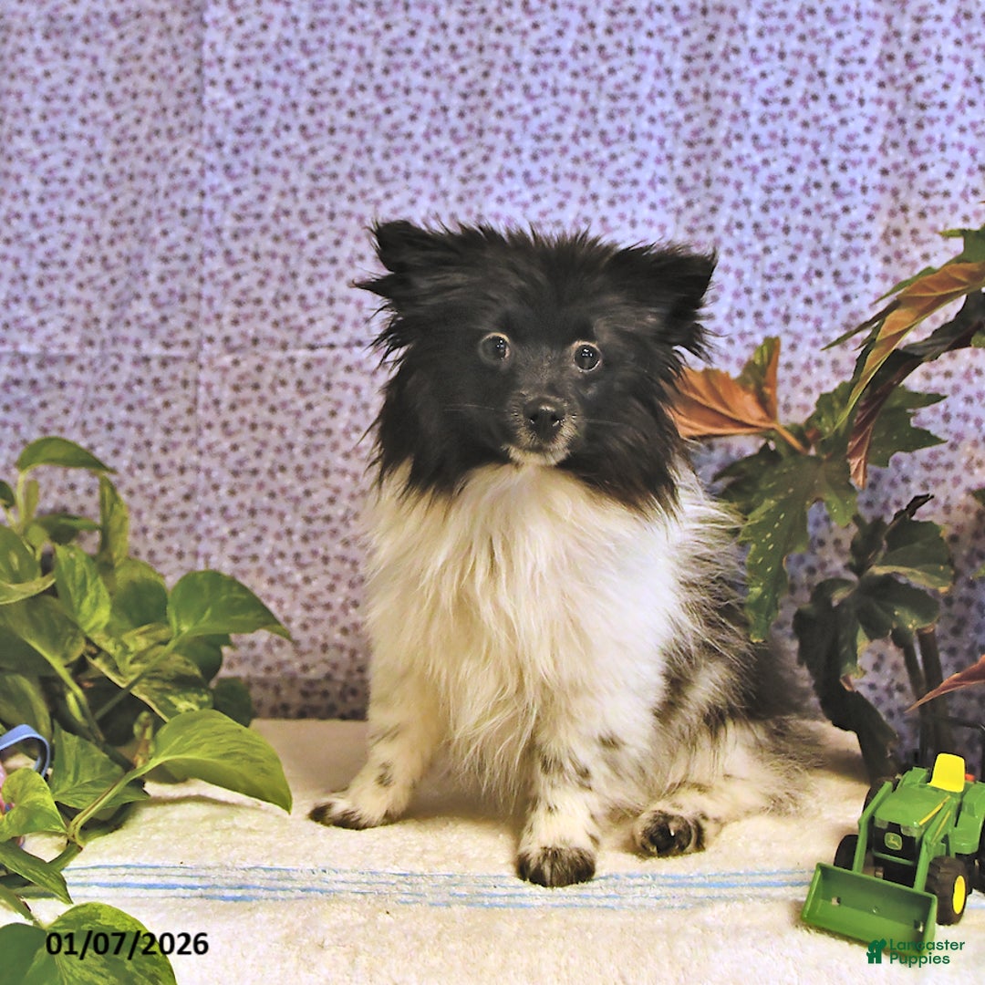 Mixed Breed dogs for sale: Dixon - Ad 3