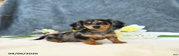 Miniature Dachshund dogs for sale: Ellie - Ad 1