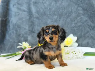 Miniature Dachshund dogs for sale: Ellie - Ad 4