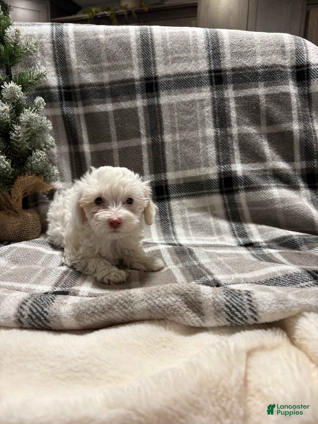 Mixed Breed dogs for sale: Roxy - Ad 2