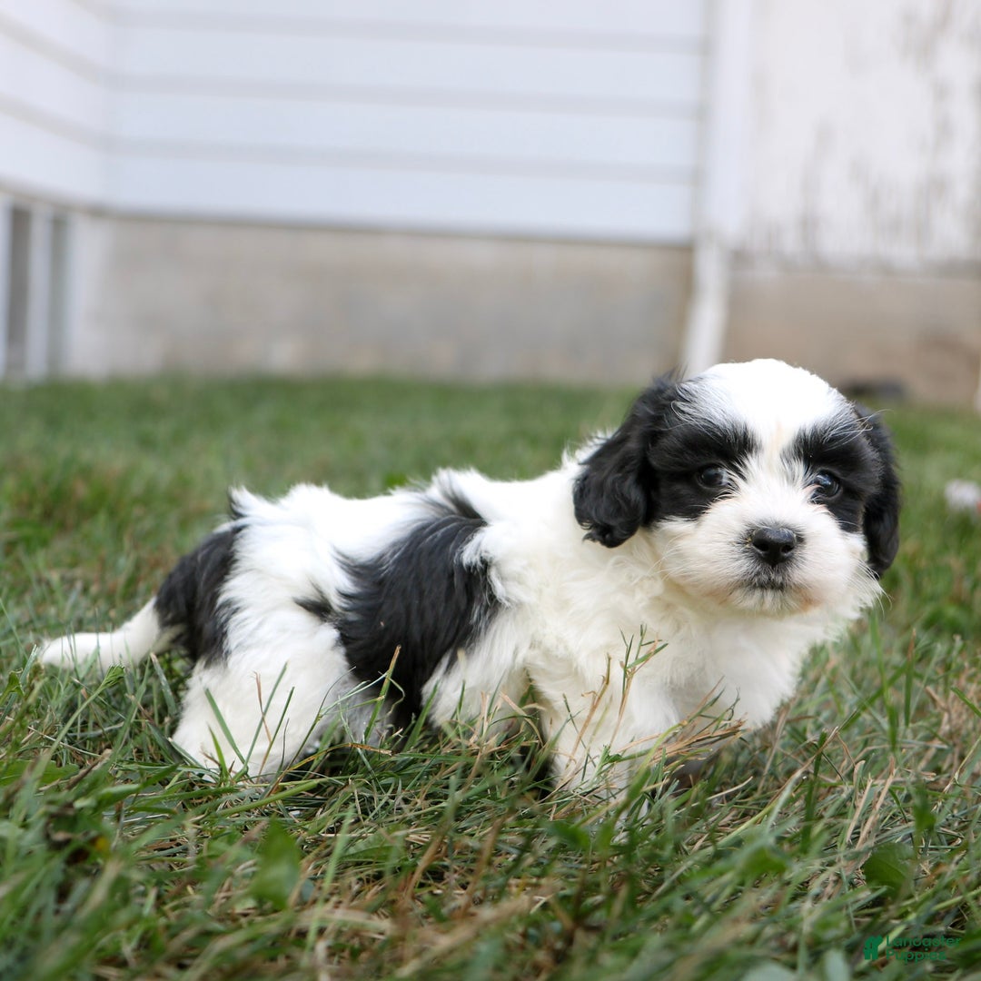 Teddy Bear dogs for sale: Oliver  - Ad 5