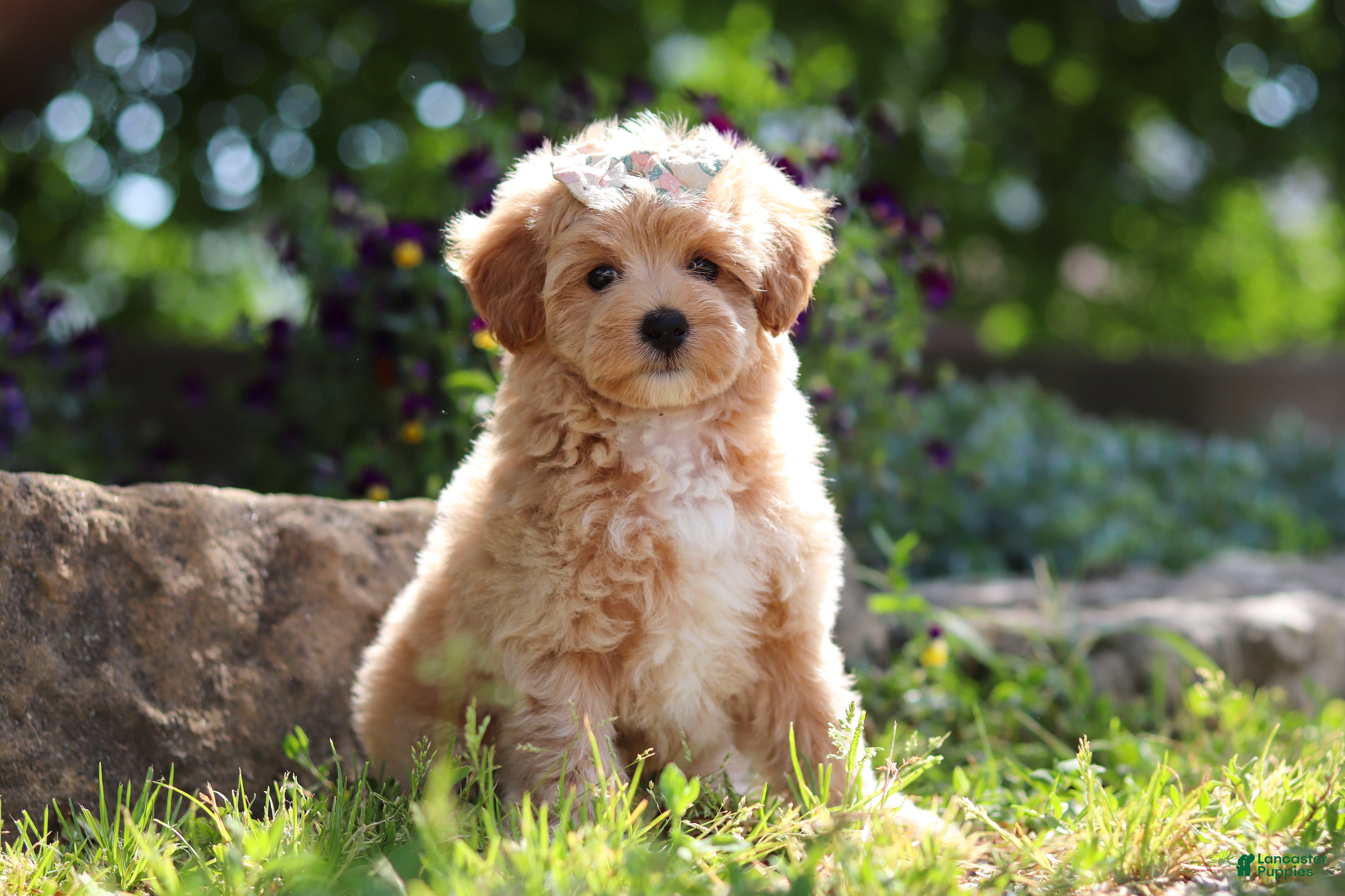 Maltipoo dogs Posie - Ad 1